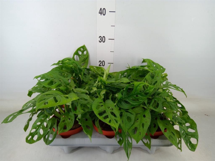 <h4>Monstera obliqua 'Leichtlinii'</h4>