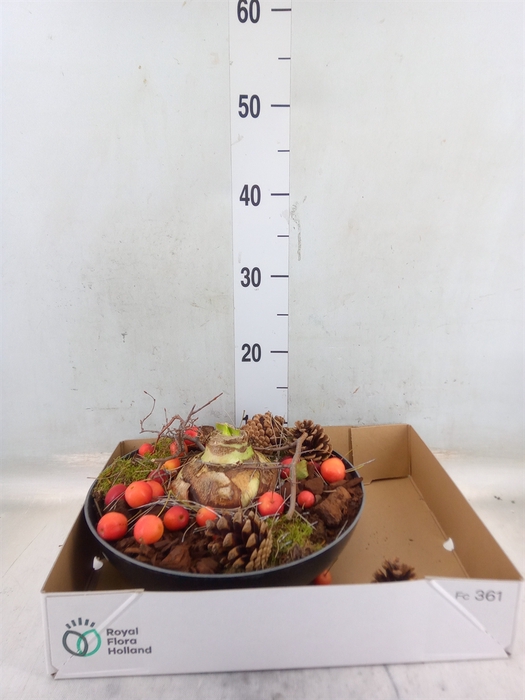 <h4>Arr.  Hippeastrum  L%</h4>