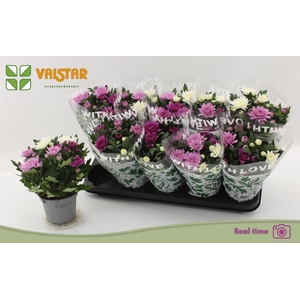 CHRYS DA VINC GEM PT