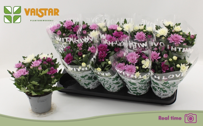 <h4>CHRYS DA VINC GEM PT</h4>