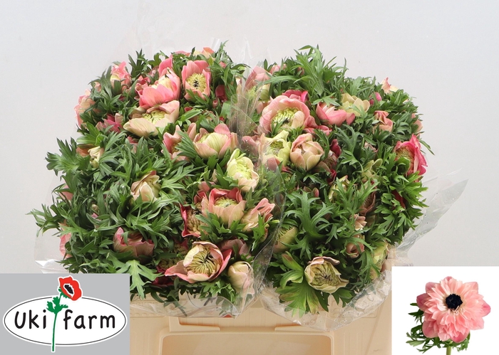 <h4>ANEM CO LEVAN ROSA</h4>