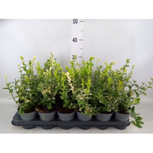 Euonymus fortunei 'Harlequin'