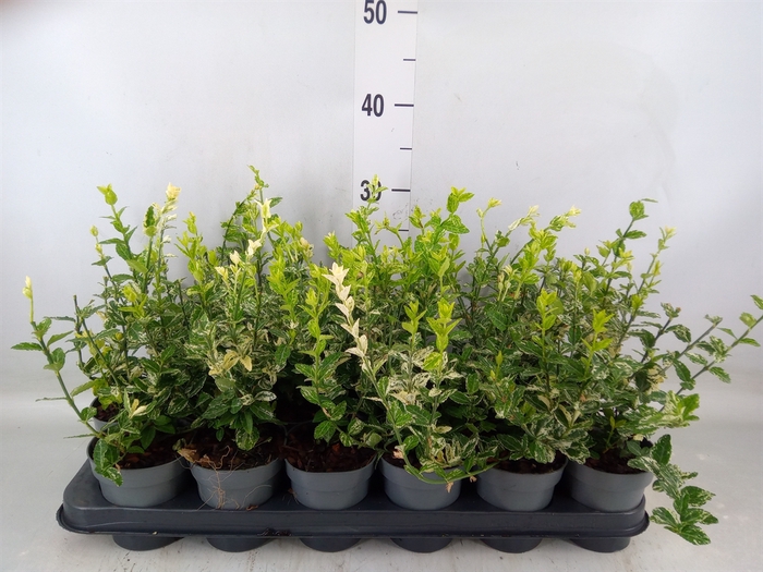<h4>Euonymus fortunei 'Harlequin'</h4>