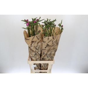 Freesia One XXL Pink