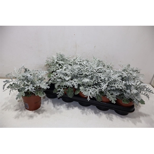 Jacobaea Maritima