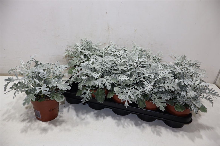 <h4>Jacobaea Maritima</h4>