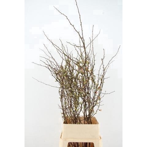 CHAENOMELES JAPONICA PINK 100CM