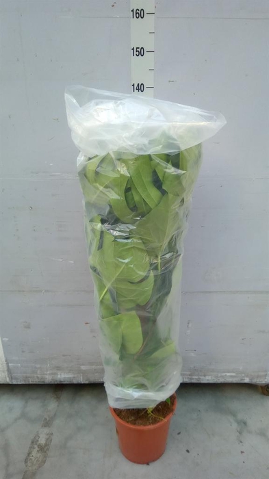 <h4>Monstera delic.</h4>