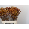 Anigozanthos Gold Fever