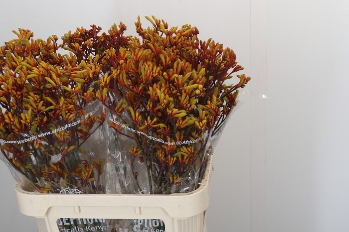 <h4>Anigozanthos Gold Fever</h4>