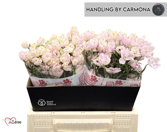 <h4>DELPH EN M SUG PINK</h4>