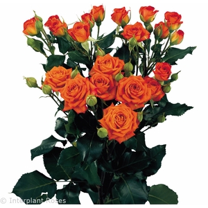 ROSA SPRAY BABE 040 CM