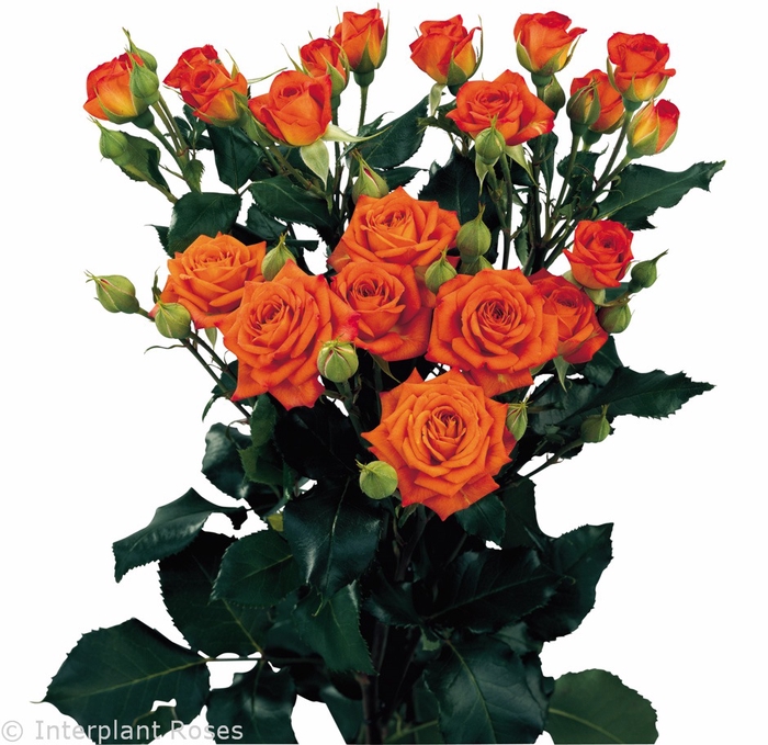 <h4>ROSA SPRAY BABE 040 CM</h4>