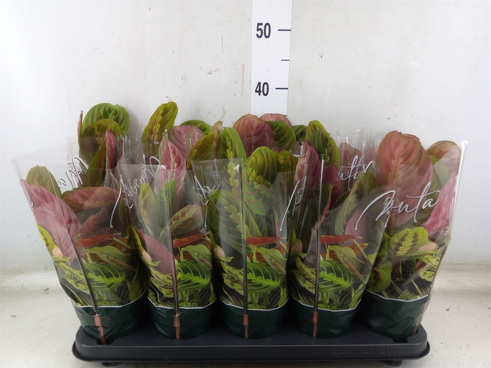<h4>Maranta leuc. 'Fascinator'</h4>