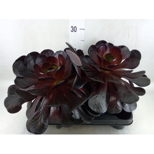 Aeonium arboreum 'Velours'
