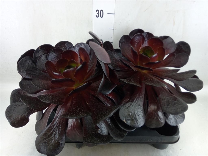 <h4>Aeonium arboreum 'Velours'</h4>