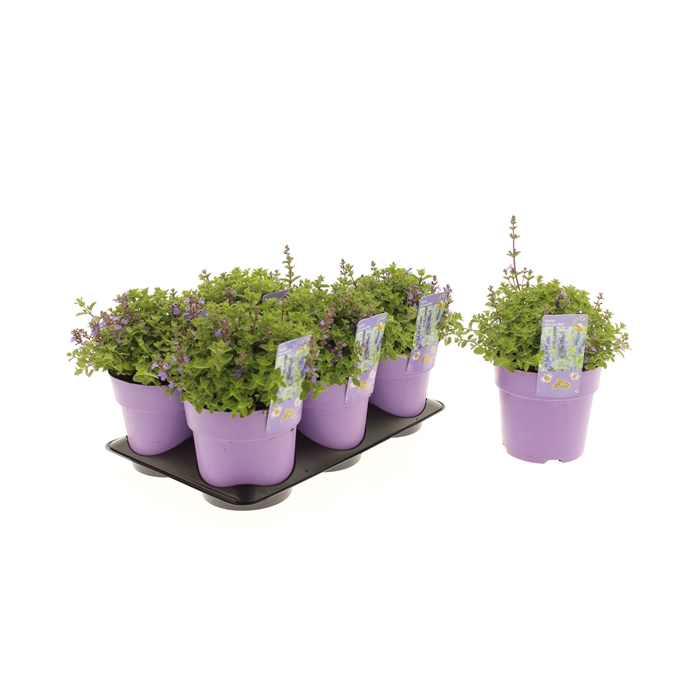 <h4>Nepeta Purrsian Blue</h4>