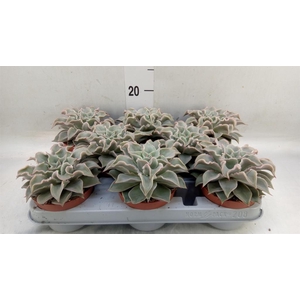 Echeveria   ...