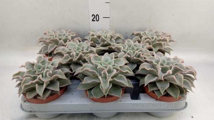 <h4>Echeveria   ...</h4>