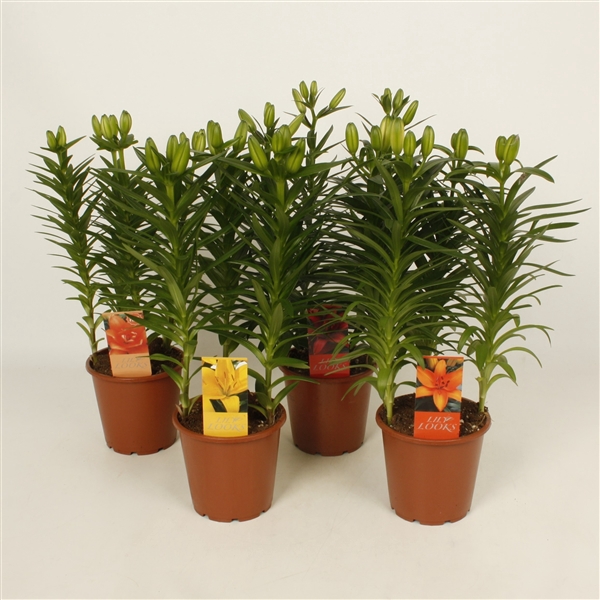 <h4>Lilium Tiny mix blanco hoes+etiket (az. lelie)</h4>