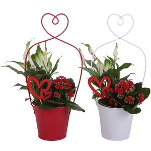 Valentine Arr. Indoor Metal Framepot + Heart Ø17cm 2PP