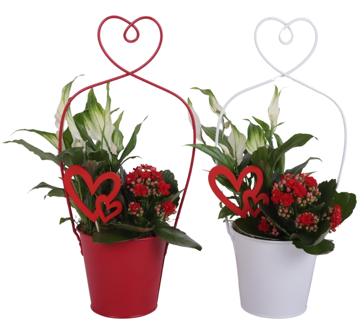<h4>Valentine Arr. Indoor Metal Framepot + Heart Ø17cm 2PP</h4>