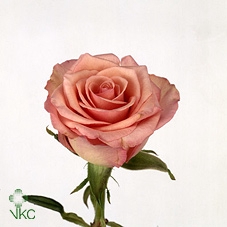 21885: Lovess arrangement