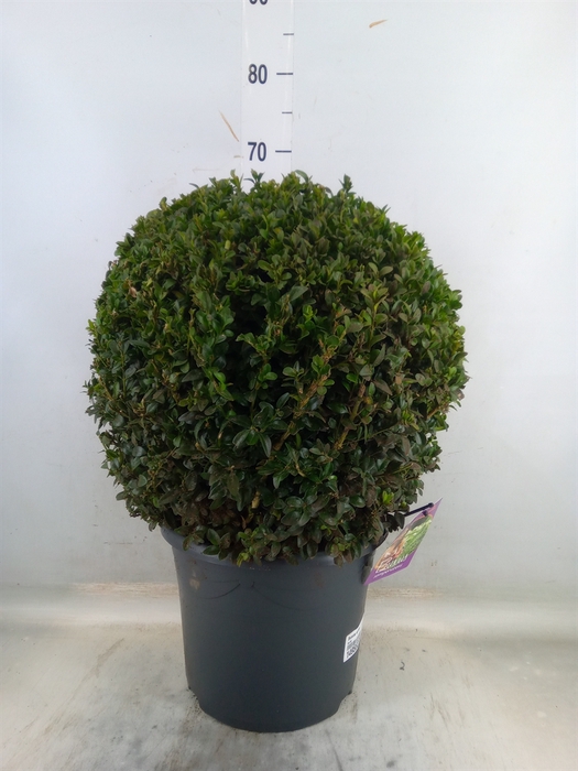 <h4>Buxus semp.   ...</h4>