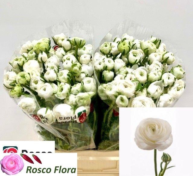 <h4>RAN EL WHITE</h4>