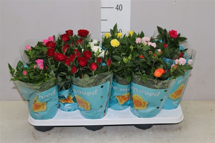 <h4>Rosa Beau Monde Gemengd</h4>