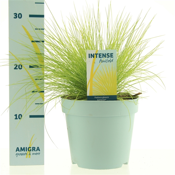 <h4>Festuca glauca AmiGold®</h4>