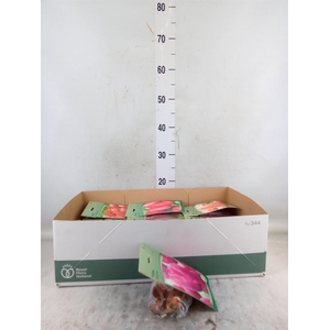 Flowerbulbs, corns or tubers   ...