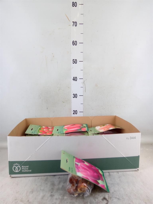 <h4>Flowerbulbs, corns or tubers   ...</h4>