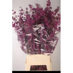 CALLICARPA BOD PROFU