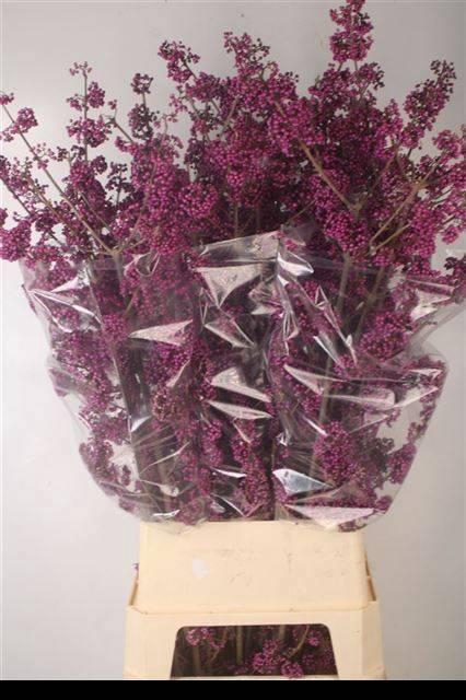 <h4>CALLICARPA BOD PROFU</h4>