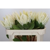 Protea Cyn. Ayoba Arctic Ice