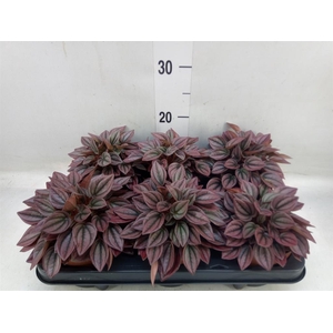 Peperomia caperata 'Cayenne'