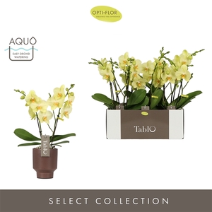 Tablo Limoncello 2 spike in Emilia Brown Aquo