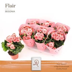 Begonia Borias P14 Dolc'Amore® Flair Metallic