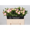 Paeonia Pink Giant