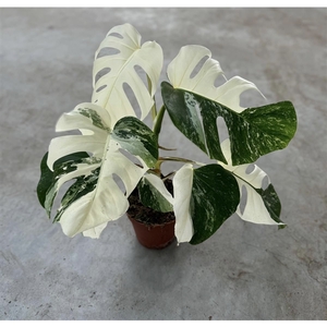 Monstera Deliciosa Variegata Super White