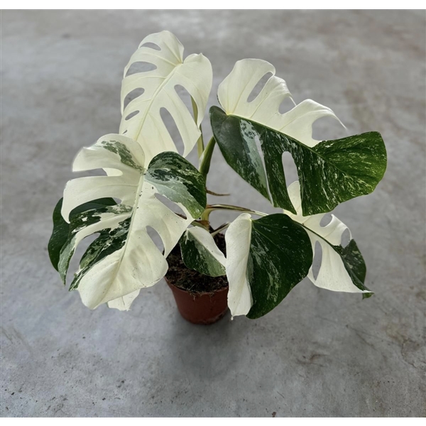 <h4>Monstera Deliciosa Variegata Super White</h4>