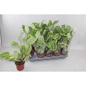 MARANTA OV