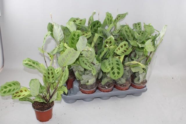 <h4>MARANTA OV</h4>