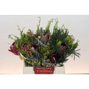 BQ Protea Sharon SFB