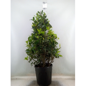 Laurus nobilis