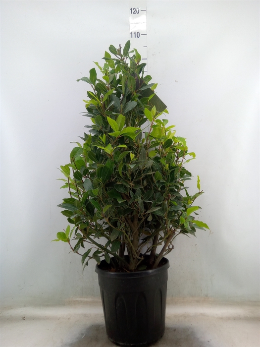 <h4>Laurus nobilis</h4>