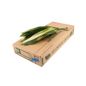 Aspidistra Variegated 60