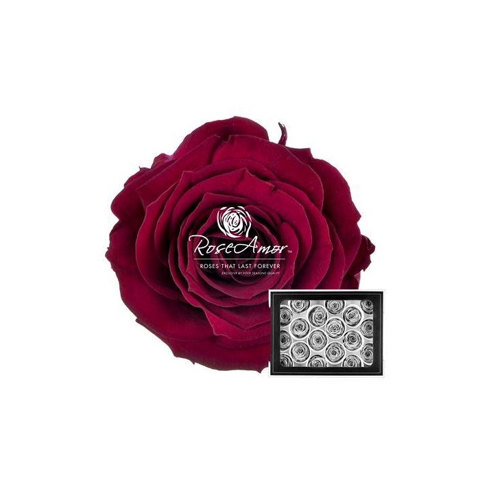 <h4>Xs Pin02</h4>