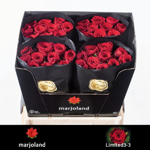 <h4>R Gr Red Naomi Marjoland XL Limited</h4>
